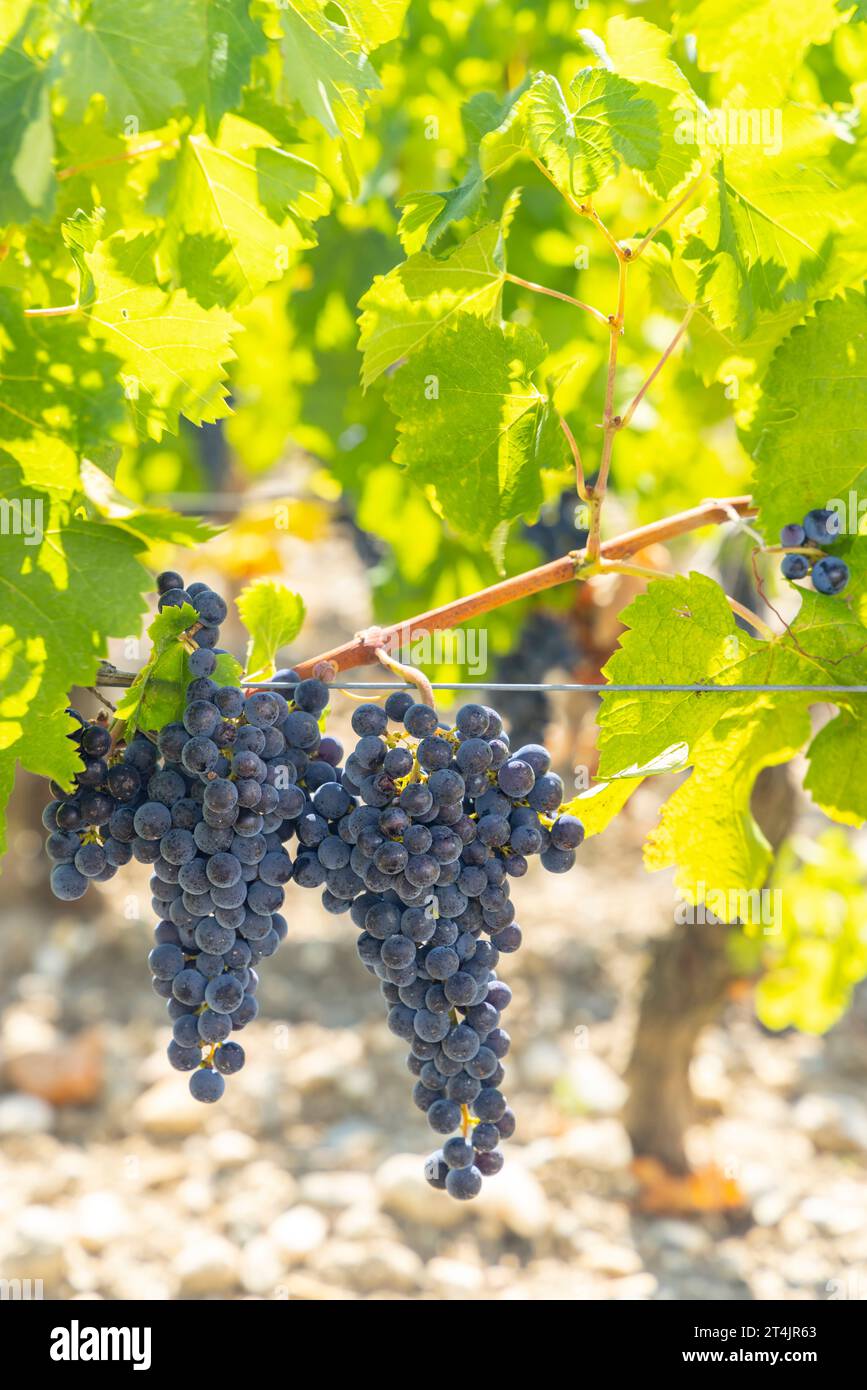 Vineyards with Cabernet Sauvignon near Chateau Dauzac, Margaux, Medoc, Bordeaux, Aquitaine, France Stock Photo