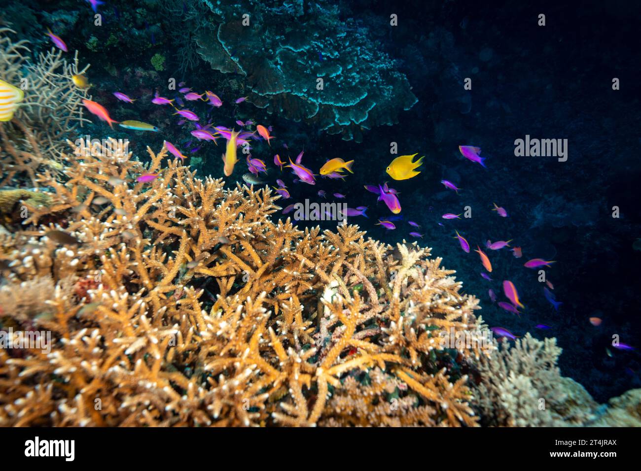 Colorful purple and yellow reef fish swim around stag horn coral Stock Photo
