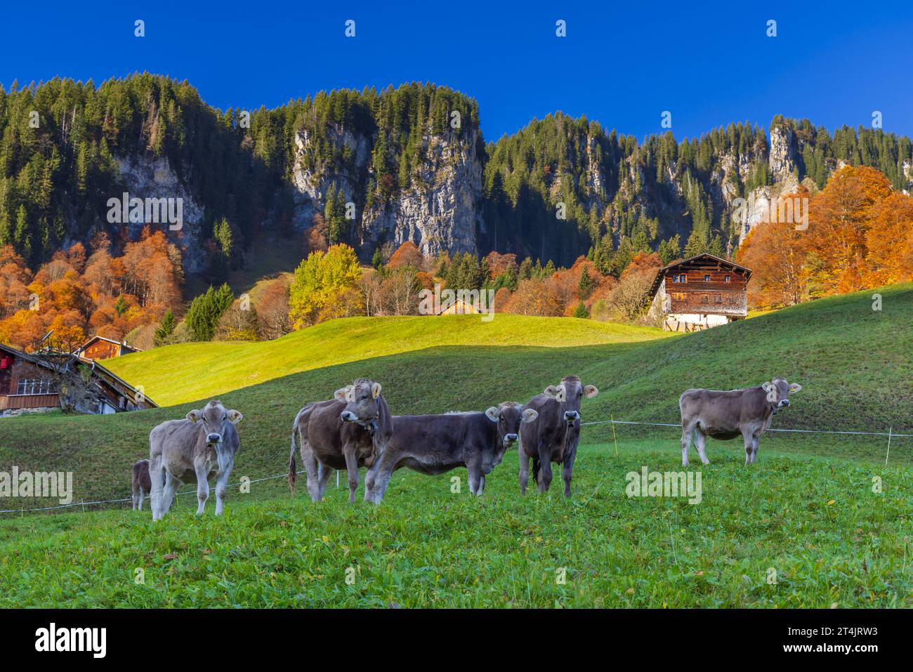 Typical landscape near Damüls, Bregenzer Wald, Bregenz district, Vorarlberg, Austria Stock Photo