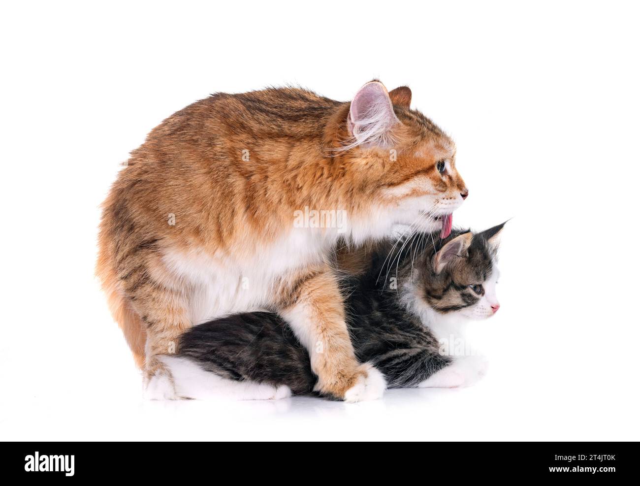 kitten and mother Kurilian Bobtail in front of white background Stock Photo