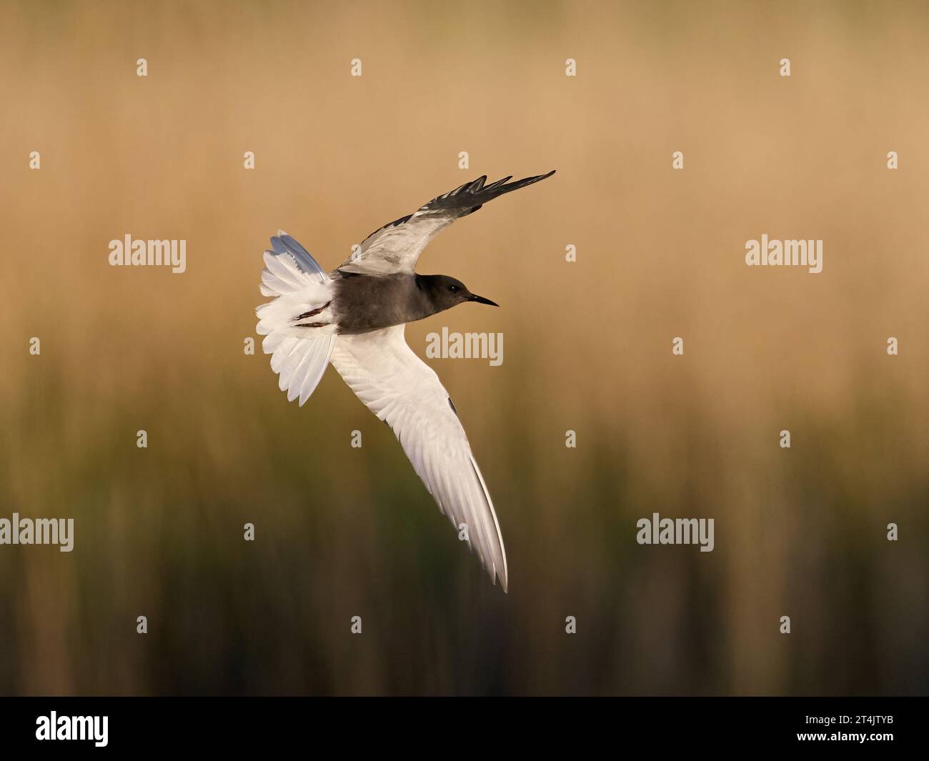 Black tern (Chlidonias niger) in its natural environment Stock Photo