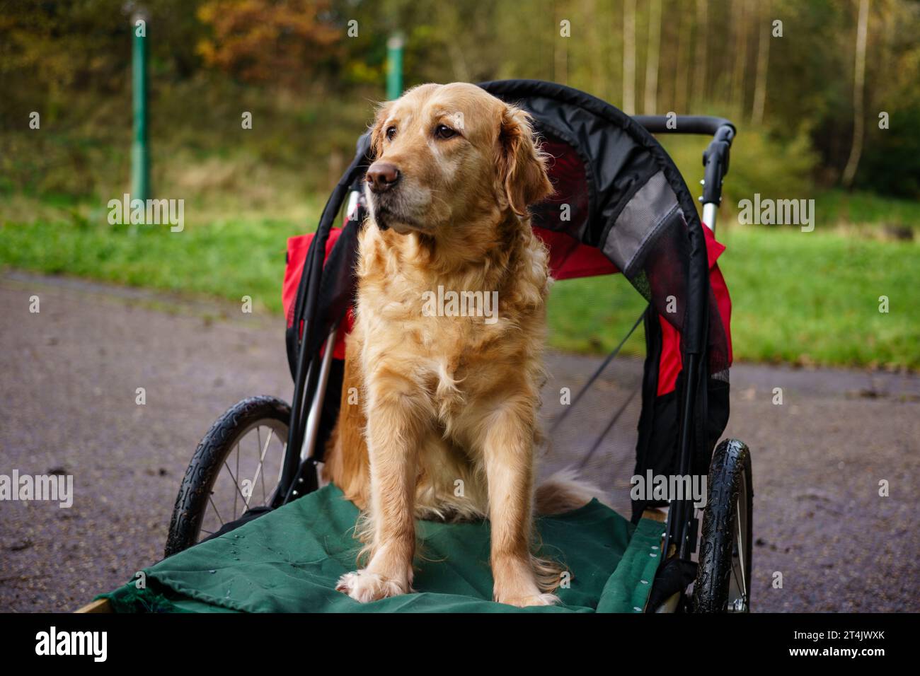 Golden Retriever dog sat in stroller buggy after a leg injury helping its recuperation with country walks Stock Photo