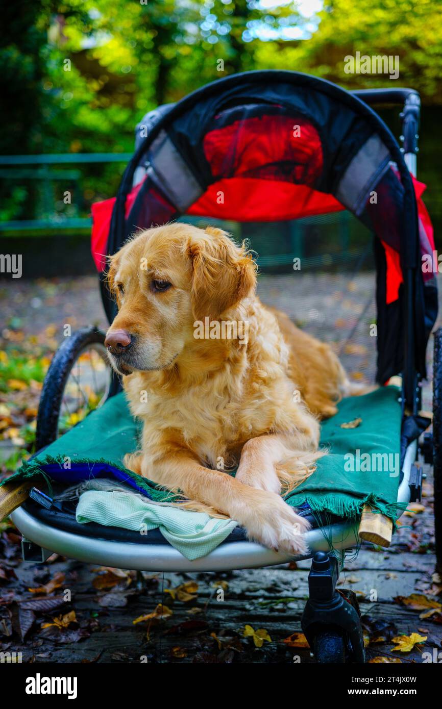 Golden Retriever dog sat in stroller buggy after a leg injury helping its recuperation with country walks Stock Photo