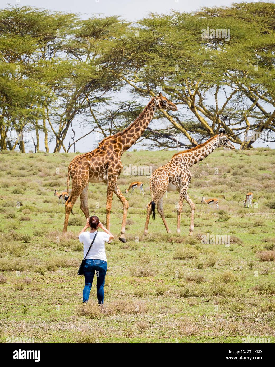 Sophie giraffe hi-res stock photography and images - Alamy