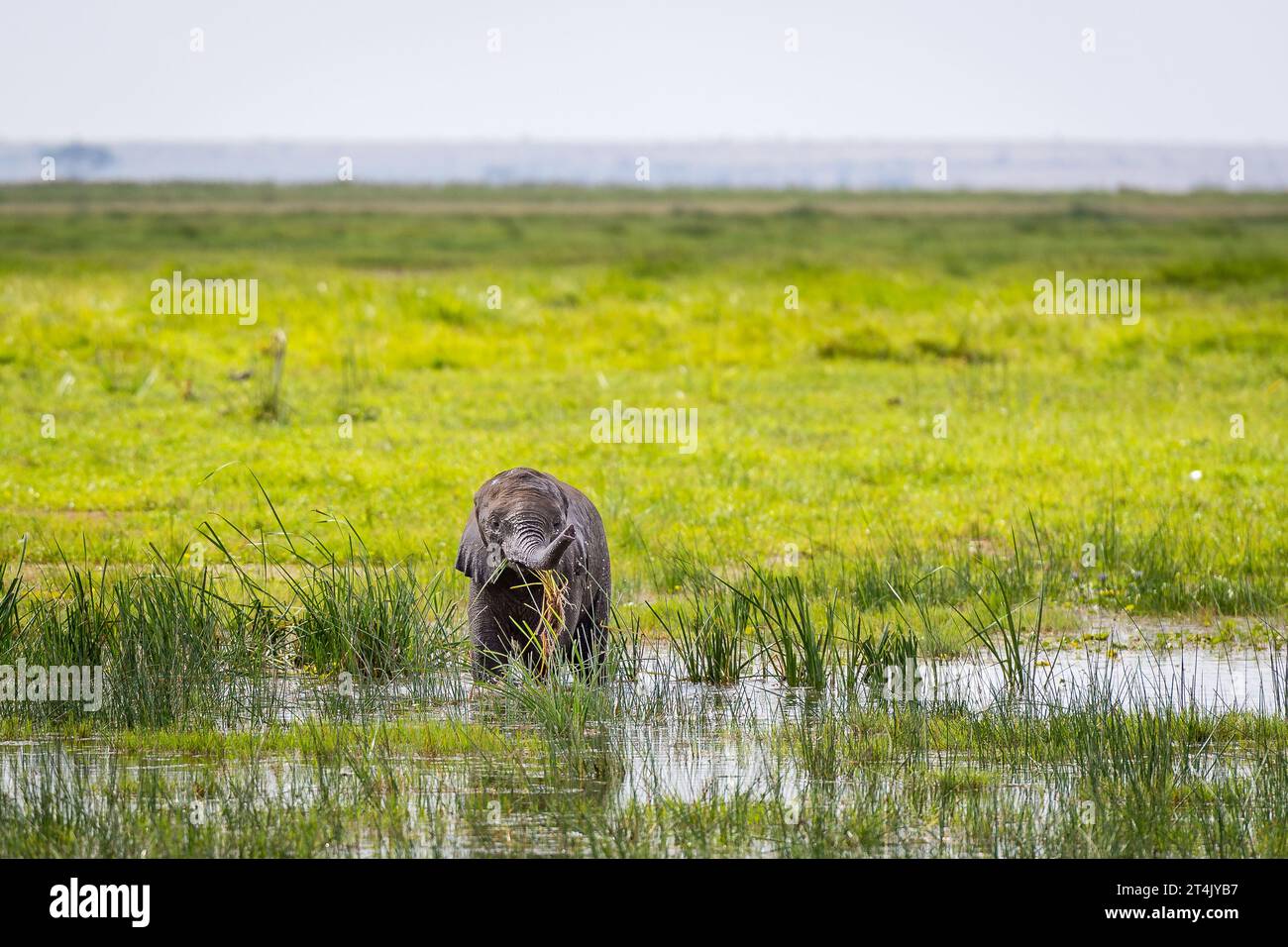 An Elephant calf standing in water and green grass plays with it's trunk Stock Photo