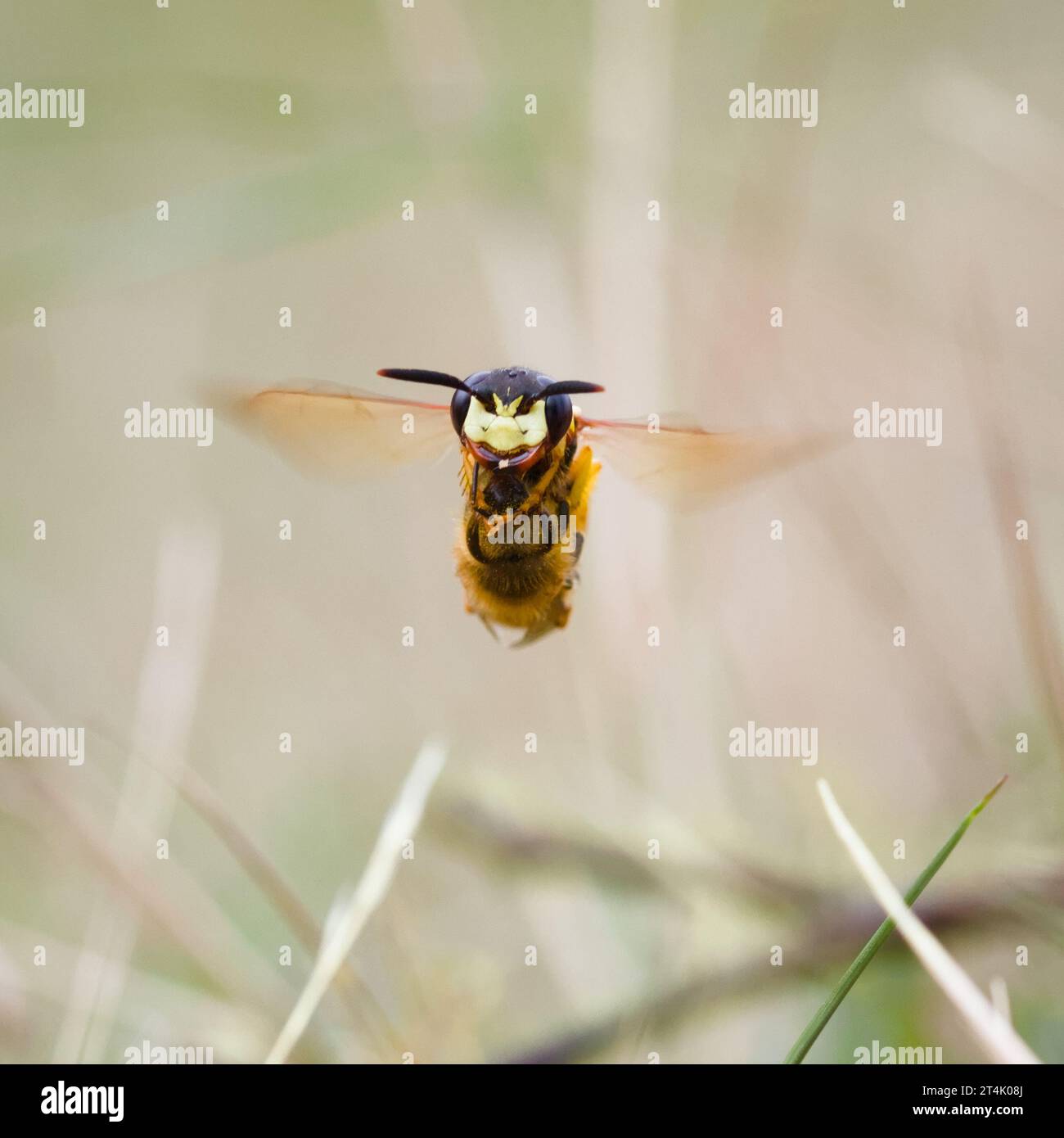 Front View Of A Female Bee Wolf, Philanthus triangulum, In Flight Carrying A Paralysed Honey Bee To Use As Food For Larvae, New Forest UK Stock Photo