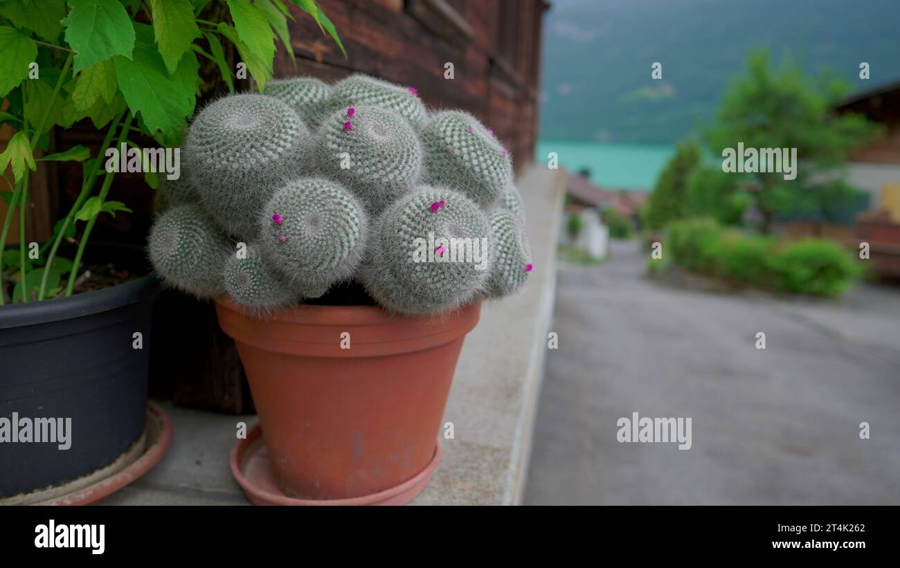 Fractal cactus hi-res stock photography and images - Alamy