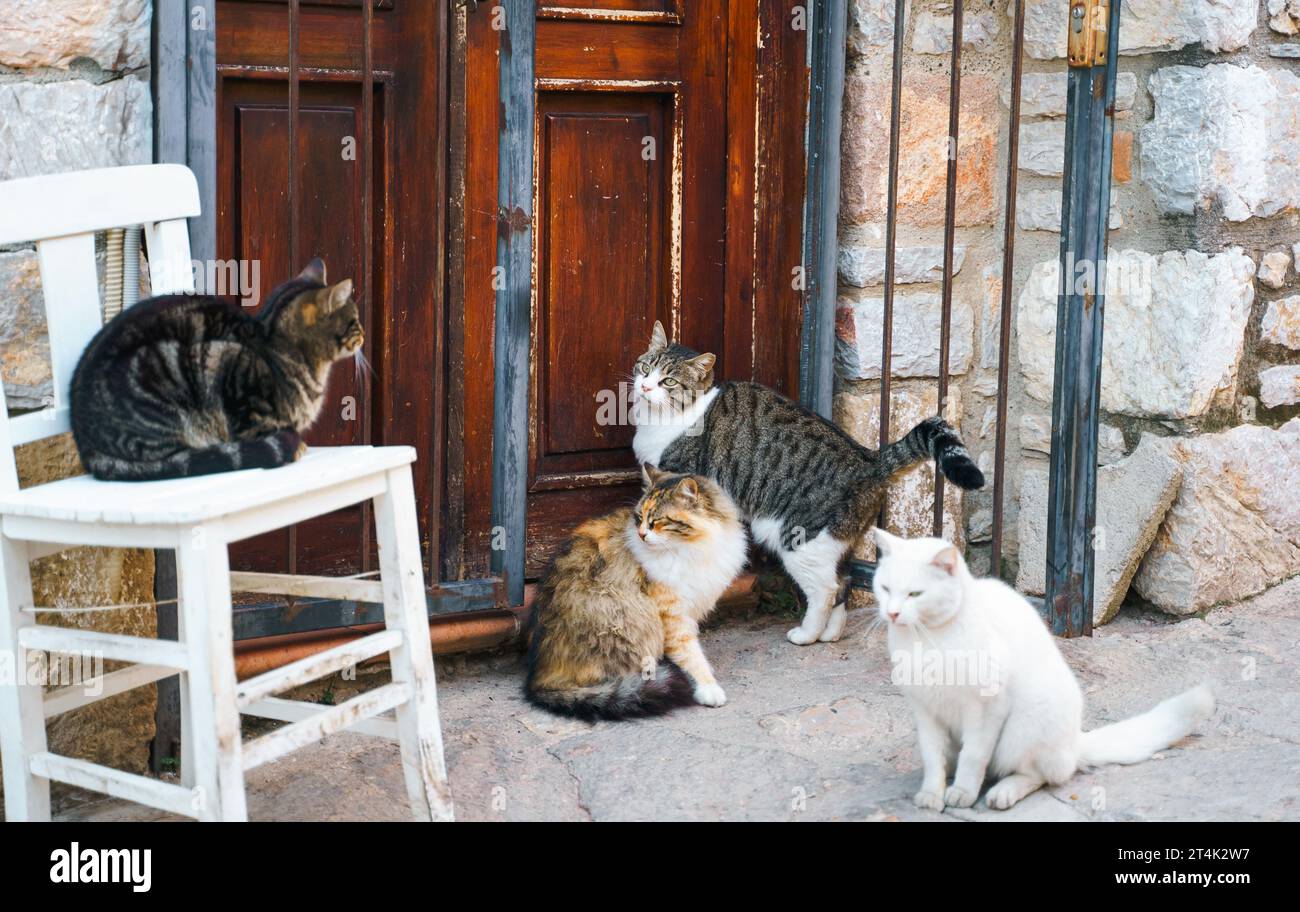 Homeless animals seek shelter. Surviving cats wander street of village,old town. Stray, abandoned creatures. Sad, lonely,helpless pets cat need rescue Stock Photo