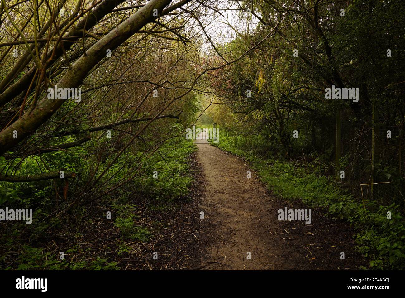 Beyon Tree beyond the trees Stock Photo - Alamy