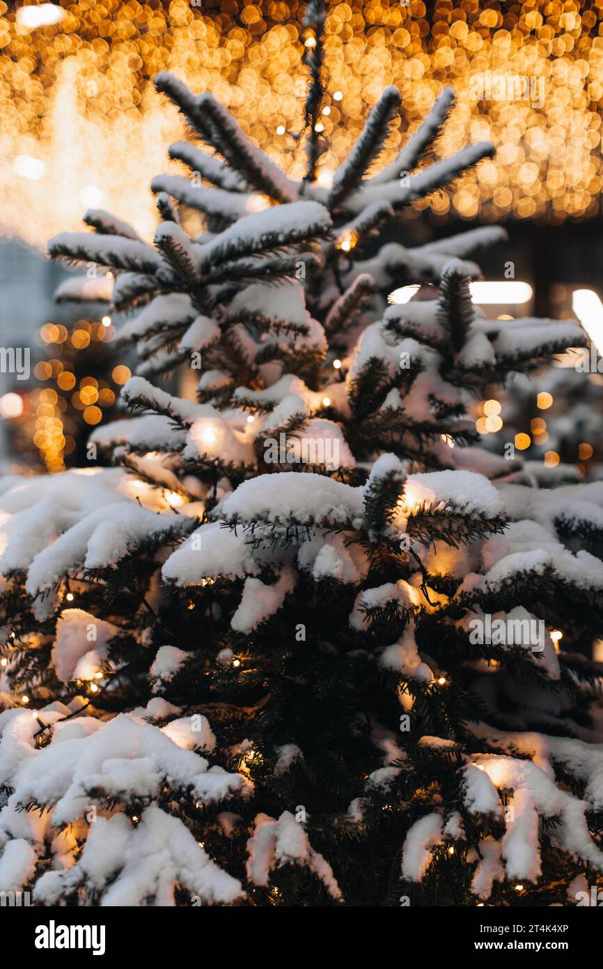 Snow covered Christmas tree branches. Golden magic glittering bokeh
