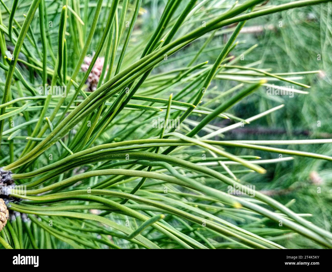 Young Pine buds in spring. Pinus mugo, dwarf mountain pine, mugo pine. Stock Photo