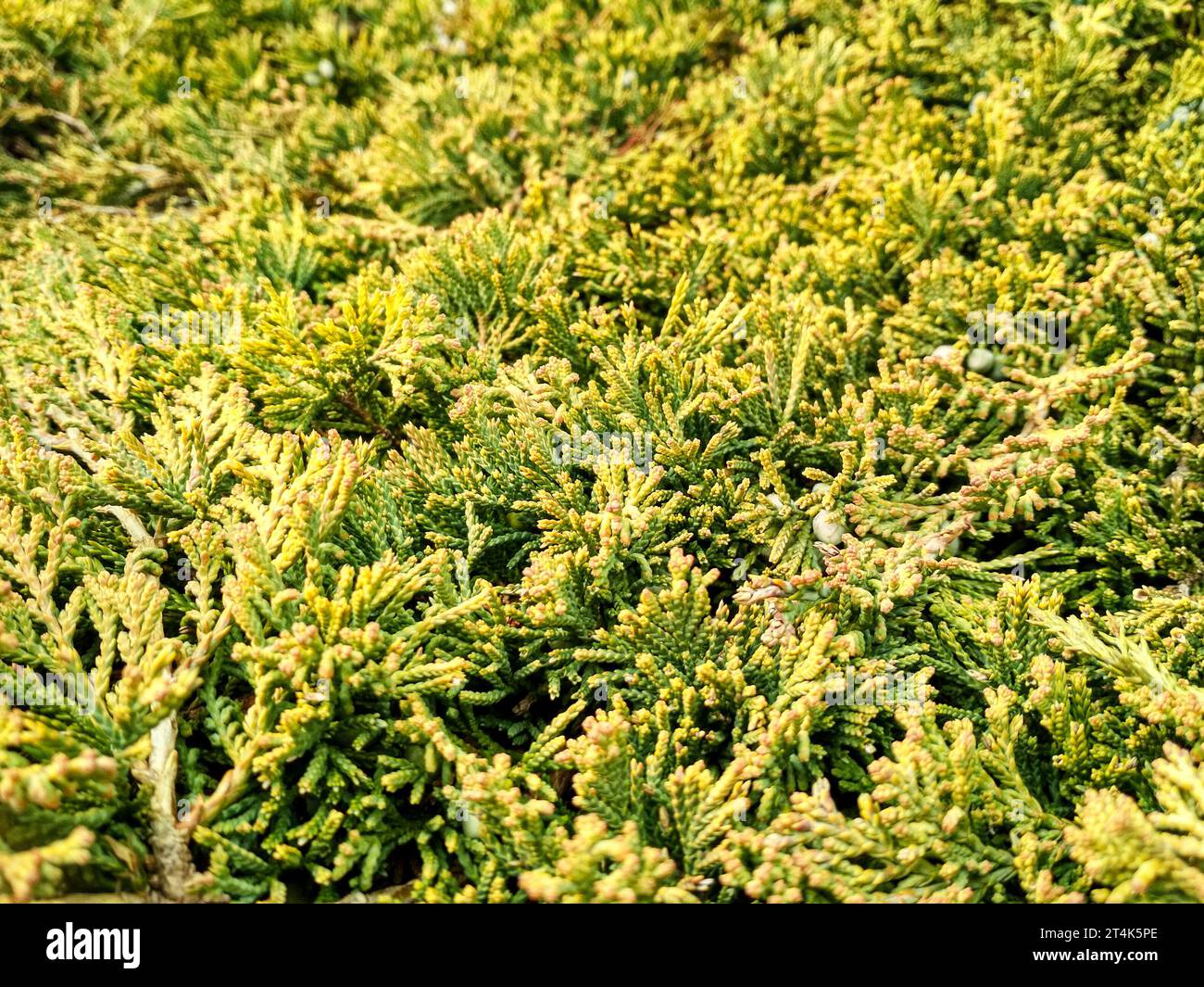 Juniperus horizontalis 'Golden Carpet' Creeping Juniper. Juniper tree branch texture needle background Stock Photo