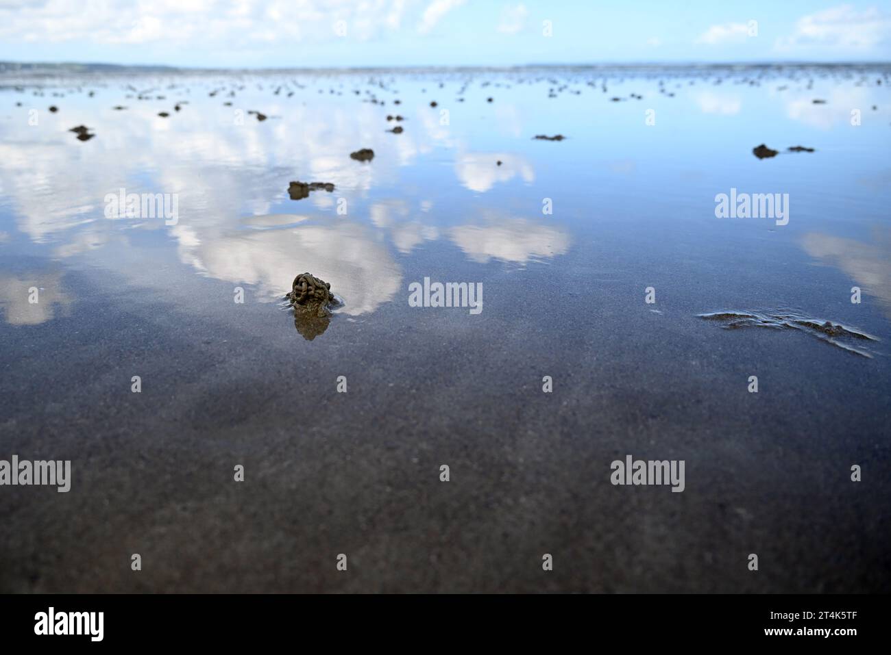 Feces of black worms (lugworms) by thousands on the Sainte Anne la Palud beach at low tide, Brittany, France. Stock Photo