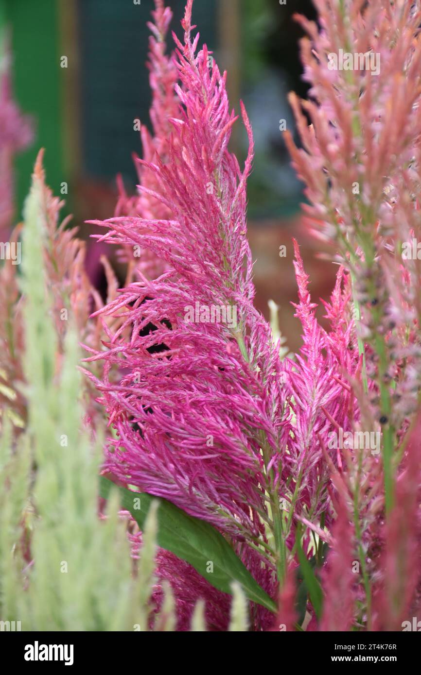Pink red Plumed Celosia Cockscomb flower in the garden Stock Photo