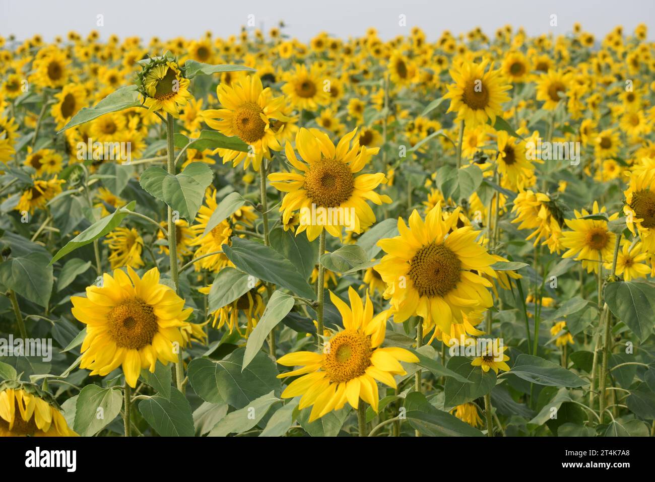 Sunflower beautiful Nature of Bangladesh. Brahmanbaria. Bangladesh