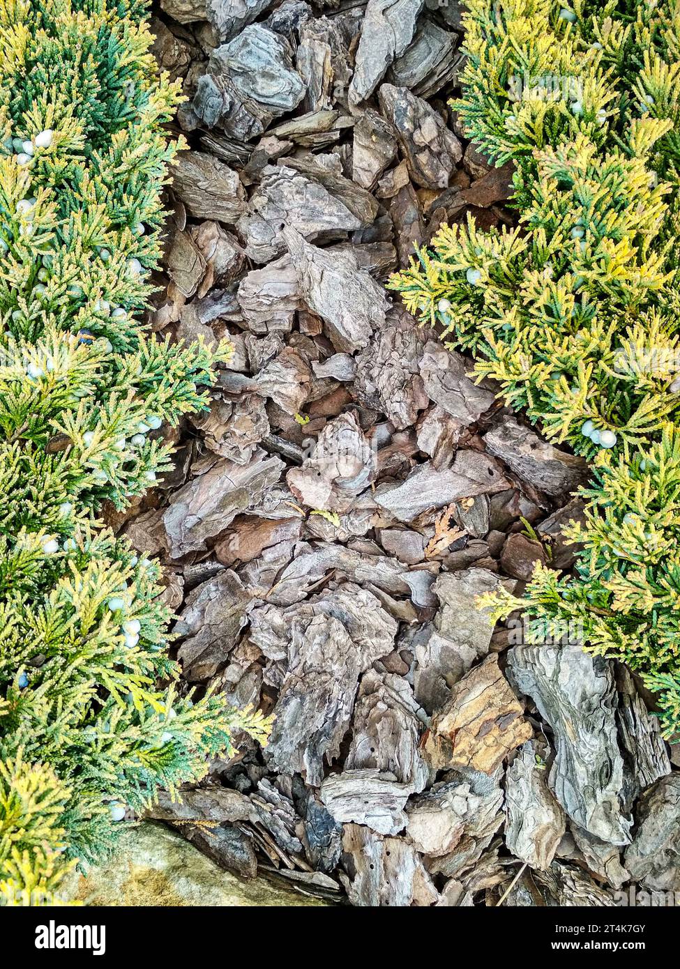 Juniperus horizontalis 'Golden Carpet' Creeping Juniper. Juniper tree branch texture needle background Stock Photo