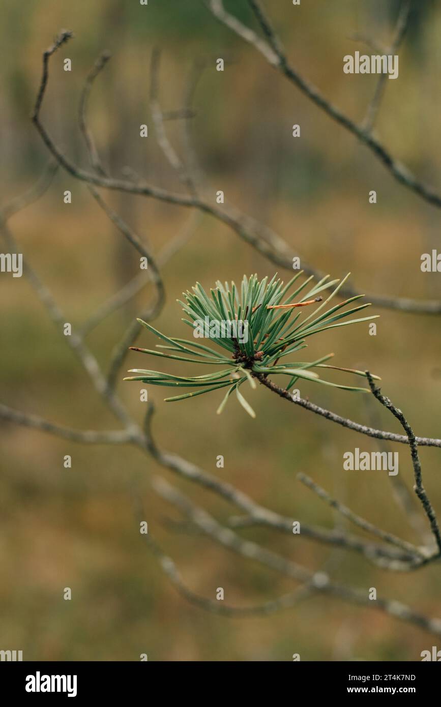 Close up view green trees hi-res stock photography and images - Alamy