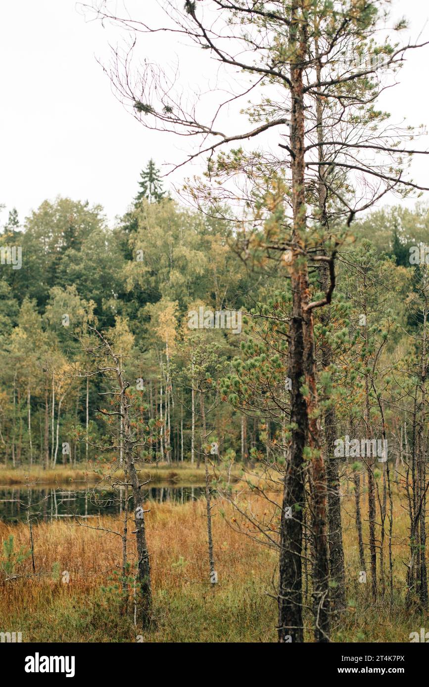 Swamps in autumn forest. View of a wetland in a natural park. Swamp landscape. Stock Photo