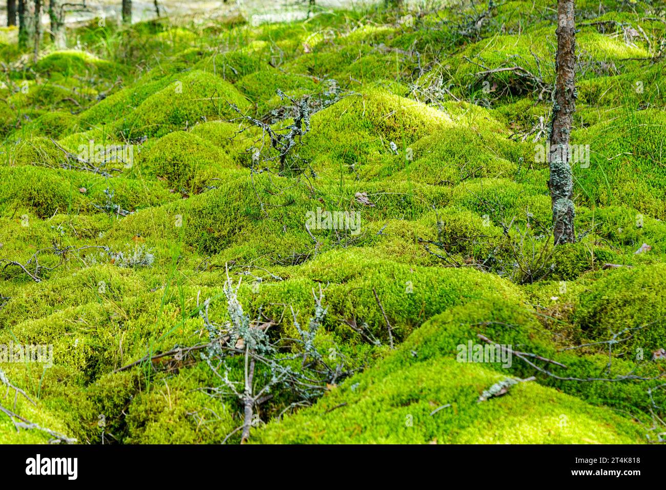 A fabulous, with small green mossy hills covered forest landscape ...