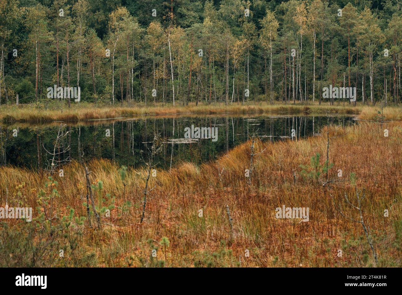 Swamps in autumn forest. View of a wetland in a natural park. Swamp landscape. Stock Photo