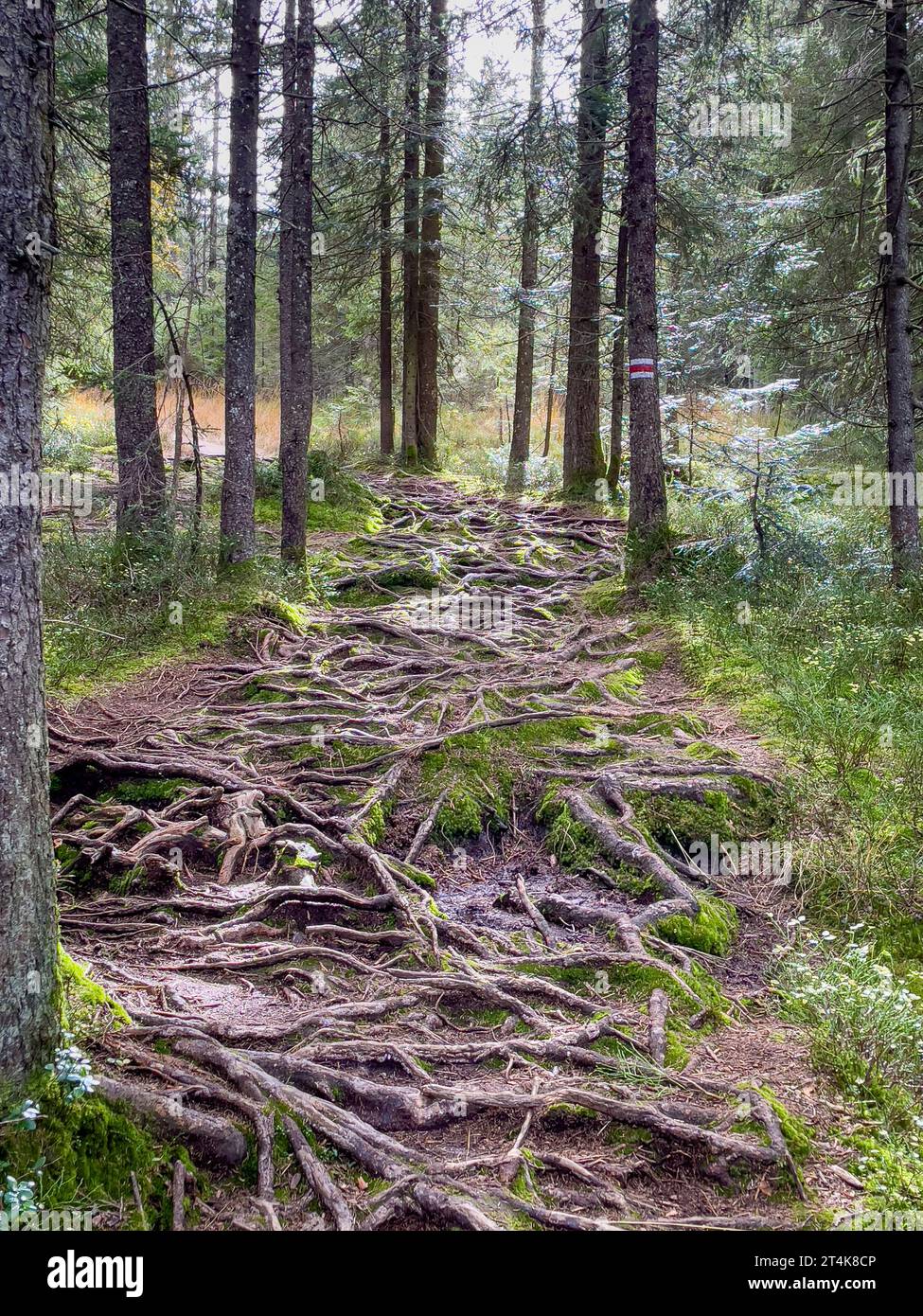 wonderful roots in the Fohramoos European Protection Area in Austria ...