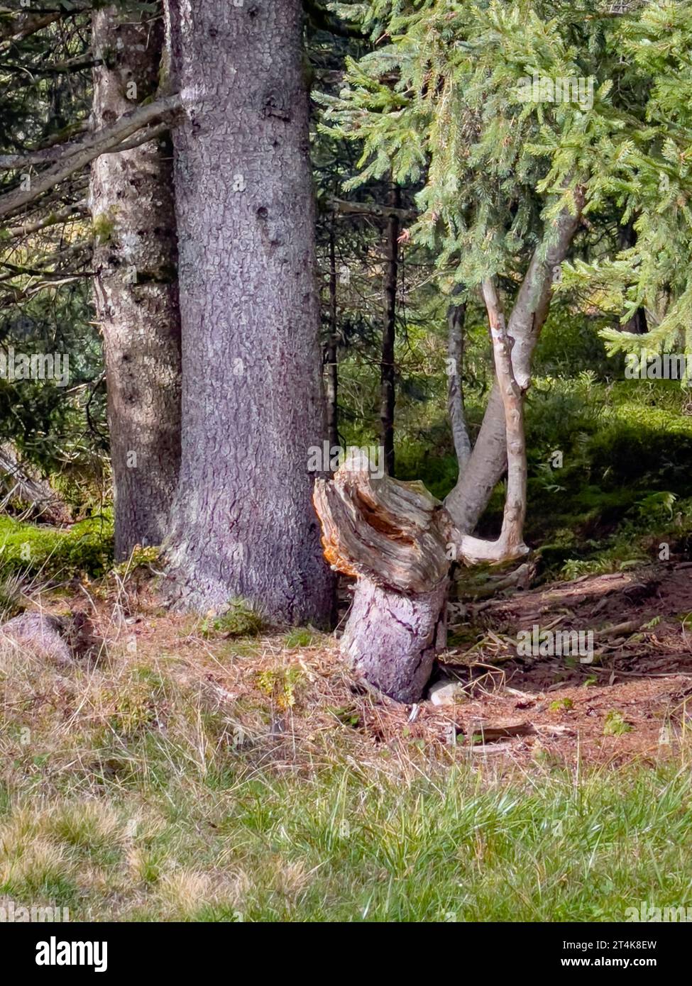 wonderful roots in the Fohramoos European Protection Area in Austria ...