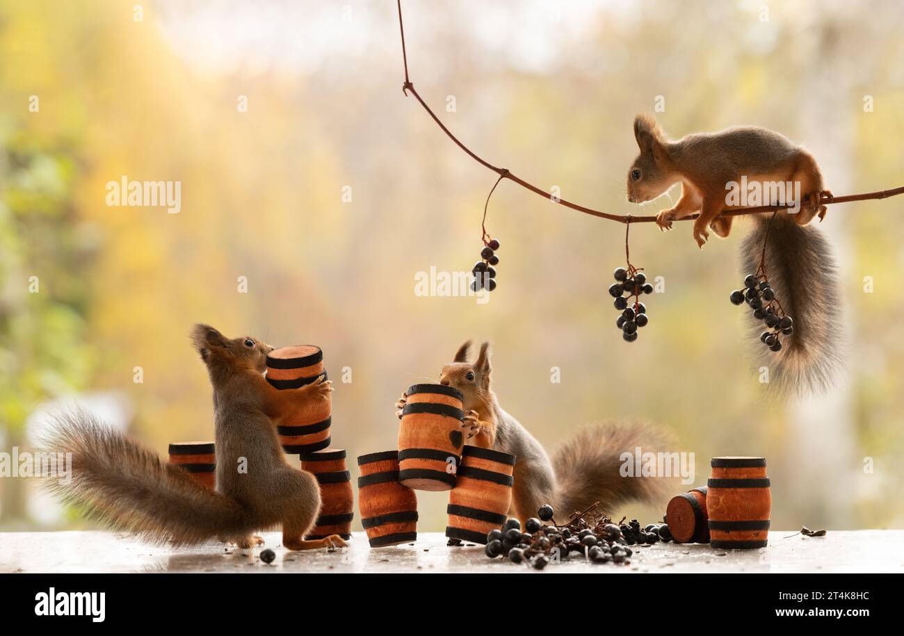 Red Squirrels with grapes in grape branches and barrels Stock Photo Alamy