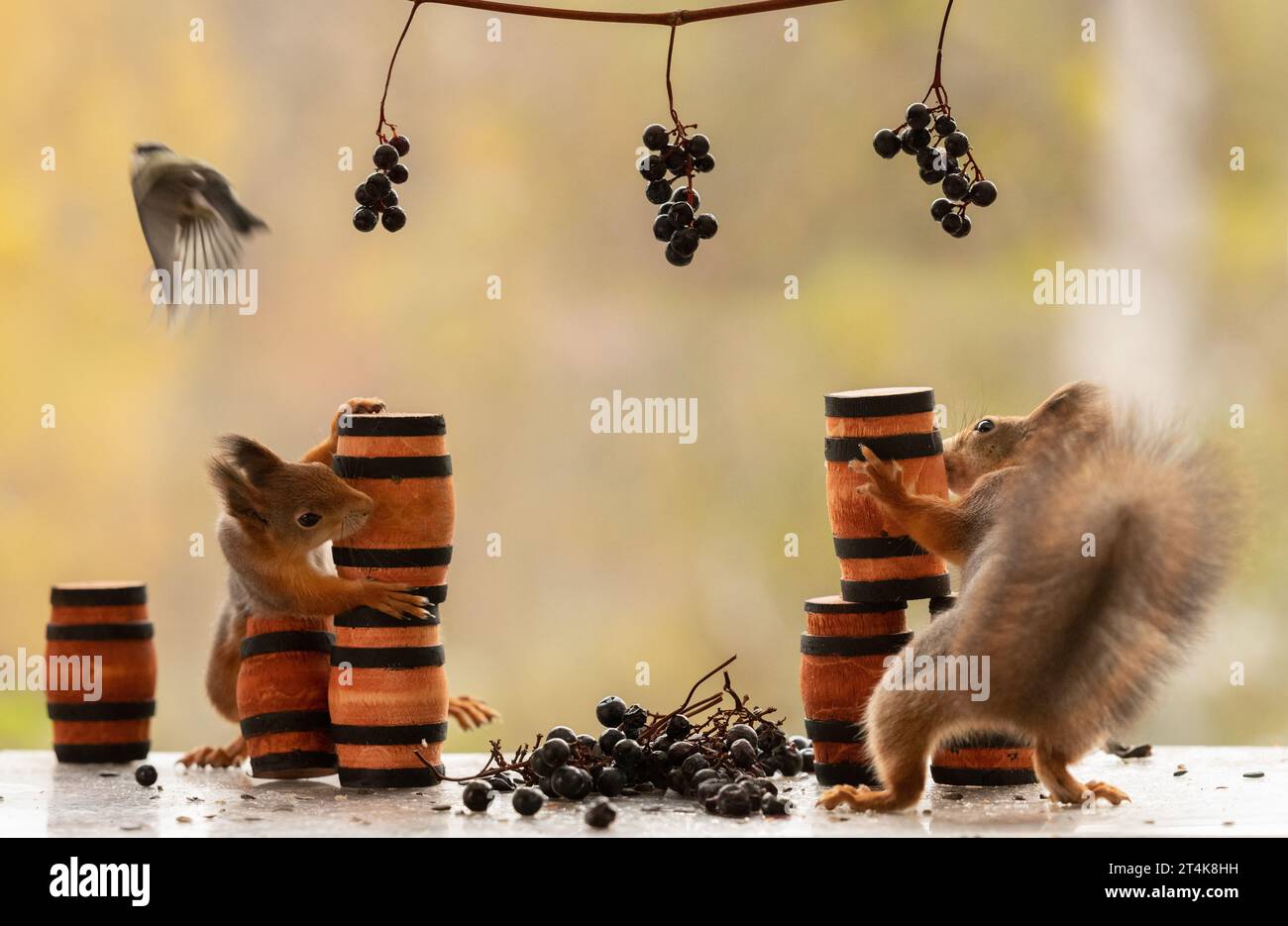 Red Squirrels with grapes in grape branches and barrels Stock Photo Alamy
