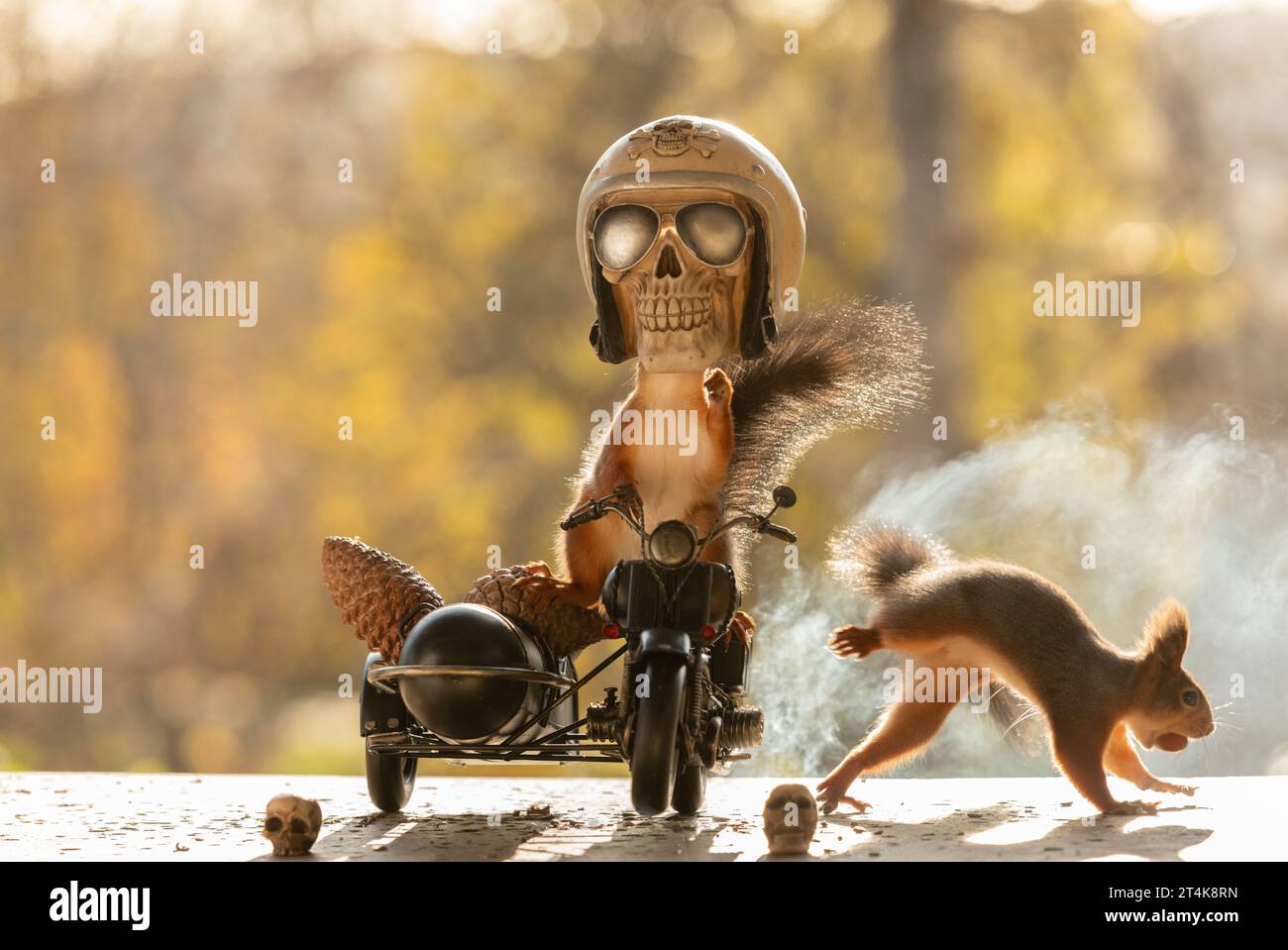 Red Squirrels on a side bike with a skull Stock Photo