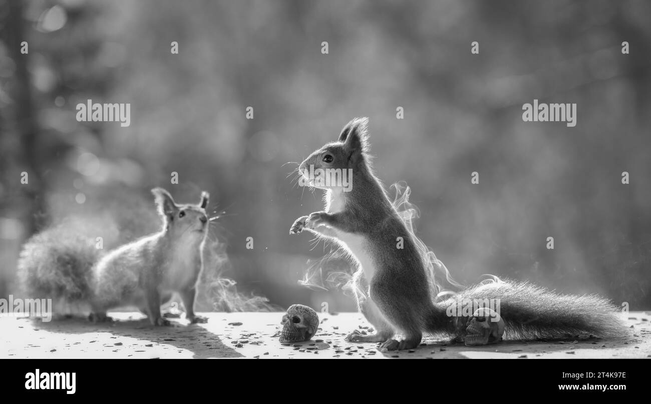 Dead squirrels Black and White Stock Photos & Images Alamy