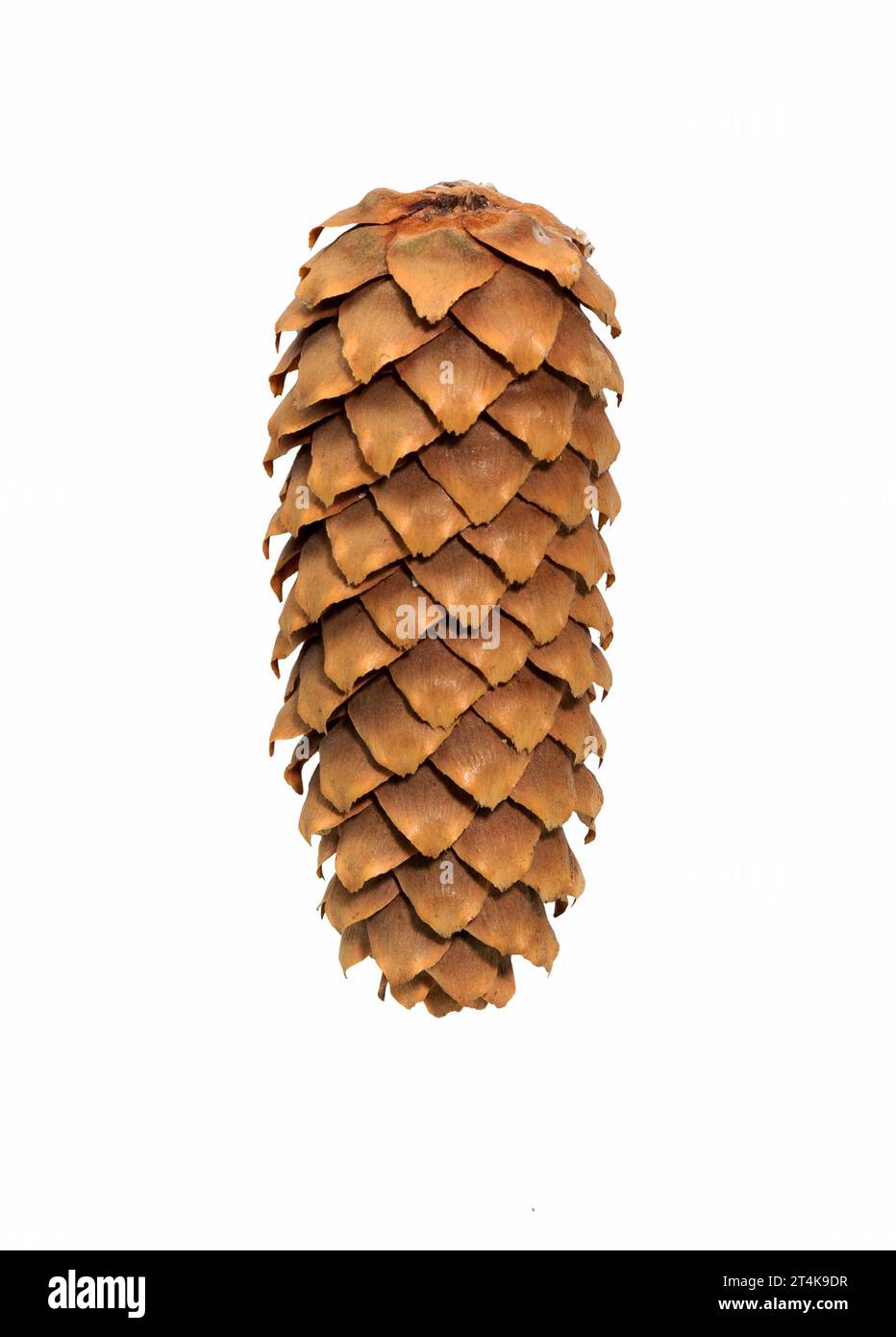 Cone  of European spruce (Picea abies) isolated on a white background. Cone of fir (pine) Stock Photo