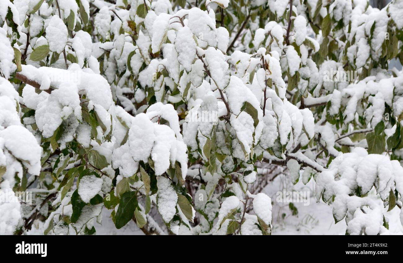 Plant with green leaves under the snow. Background of Winter Stock ...