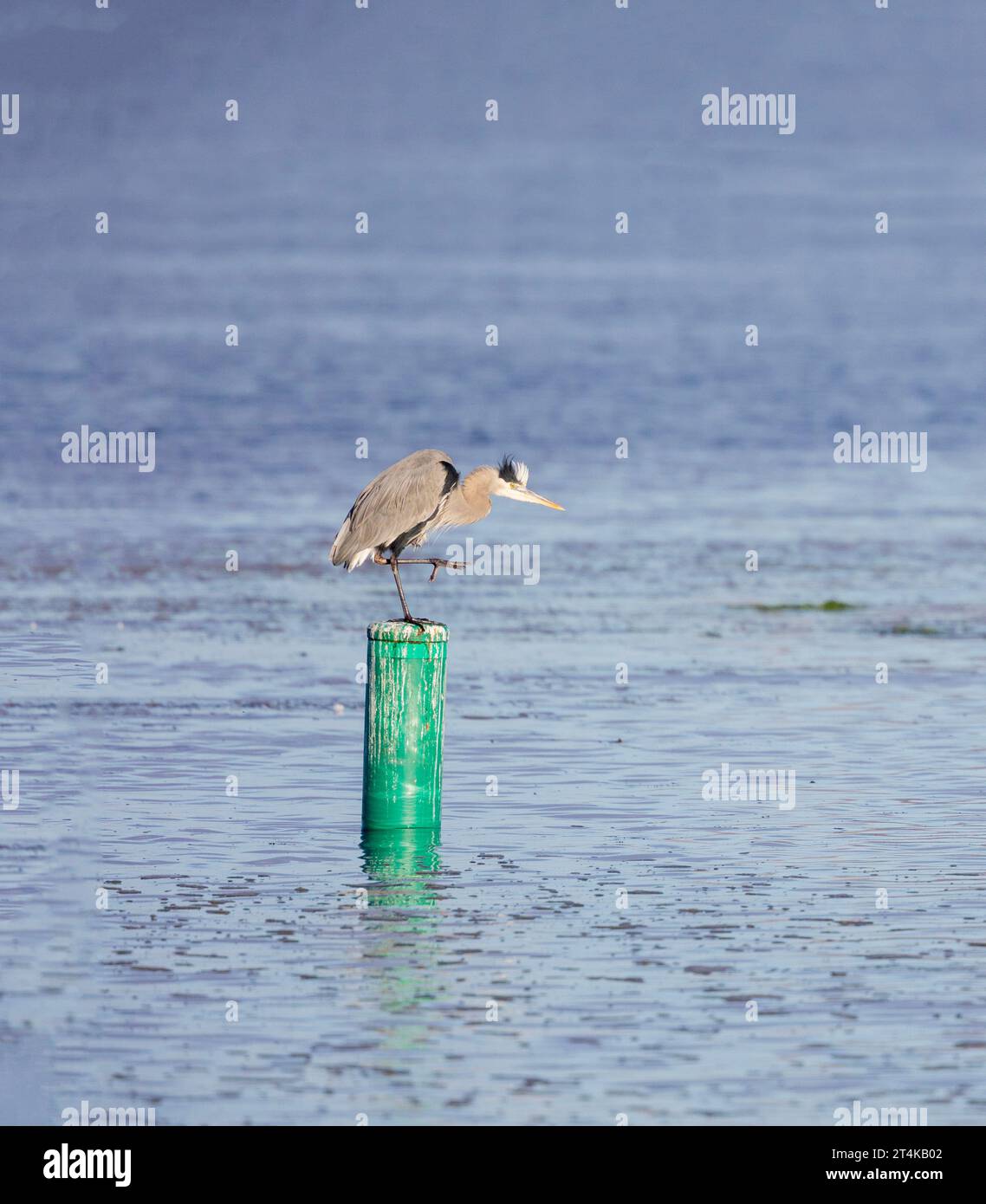Great Blue Heron Standing on one leg on Green Pylon Stock Photo