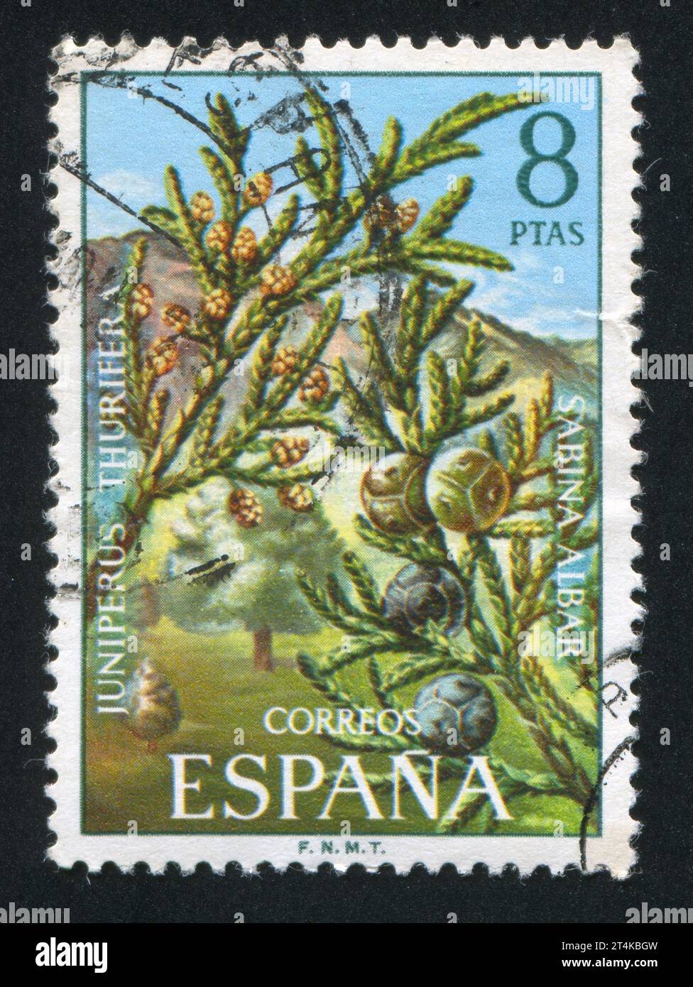 SPAIN - CIRCA 1972: stamp printed by Spain, shows Juniperus Thurifera, circa 1972 Stock Photo