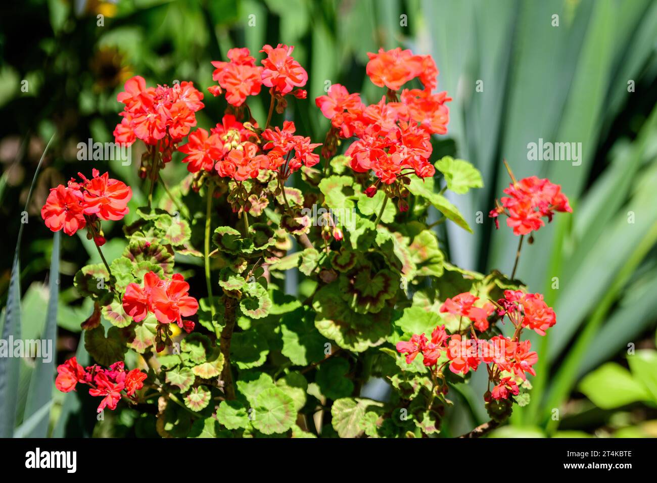 Group of vivid red Pelargonium flowers (commonly known as geraniums, pelargoniums or storksbills) and fresh green leaves in a pot in a garden in a sun Stock Photo