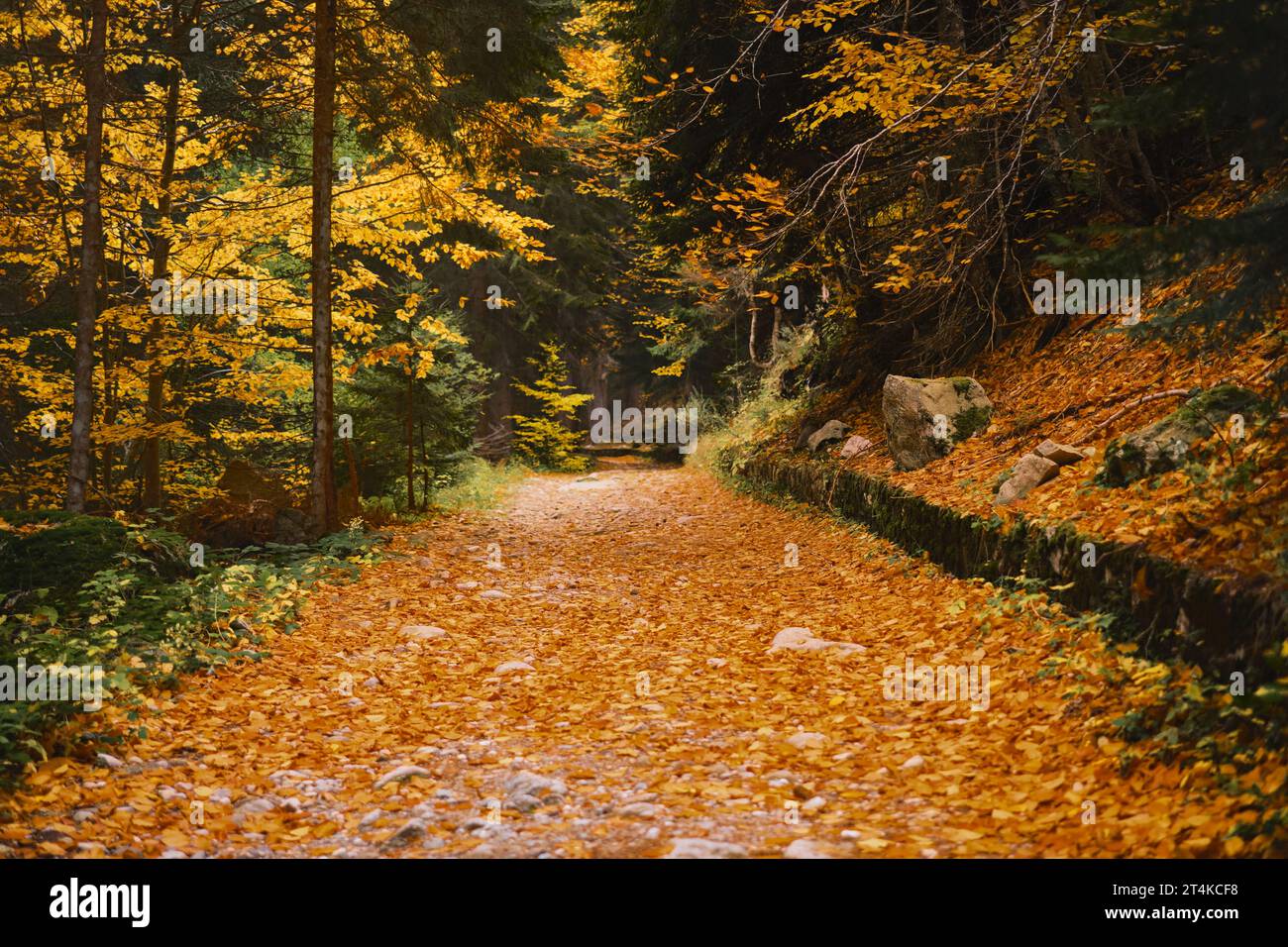 Road in autumn forest, bright beautiful orange leaves falling on the ground, forest bathing and admiring the autumn forest, diffused sunlight, shootin Stock Photo