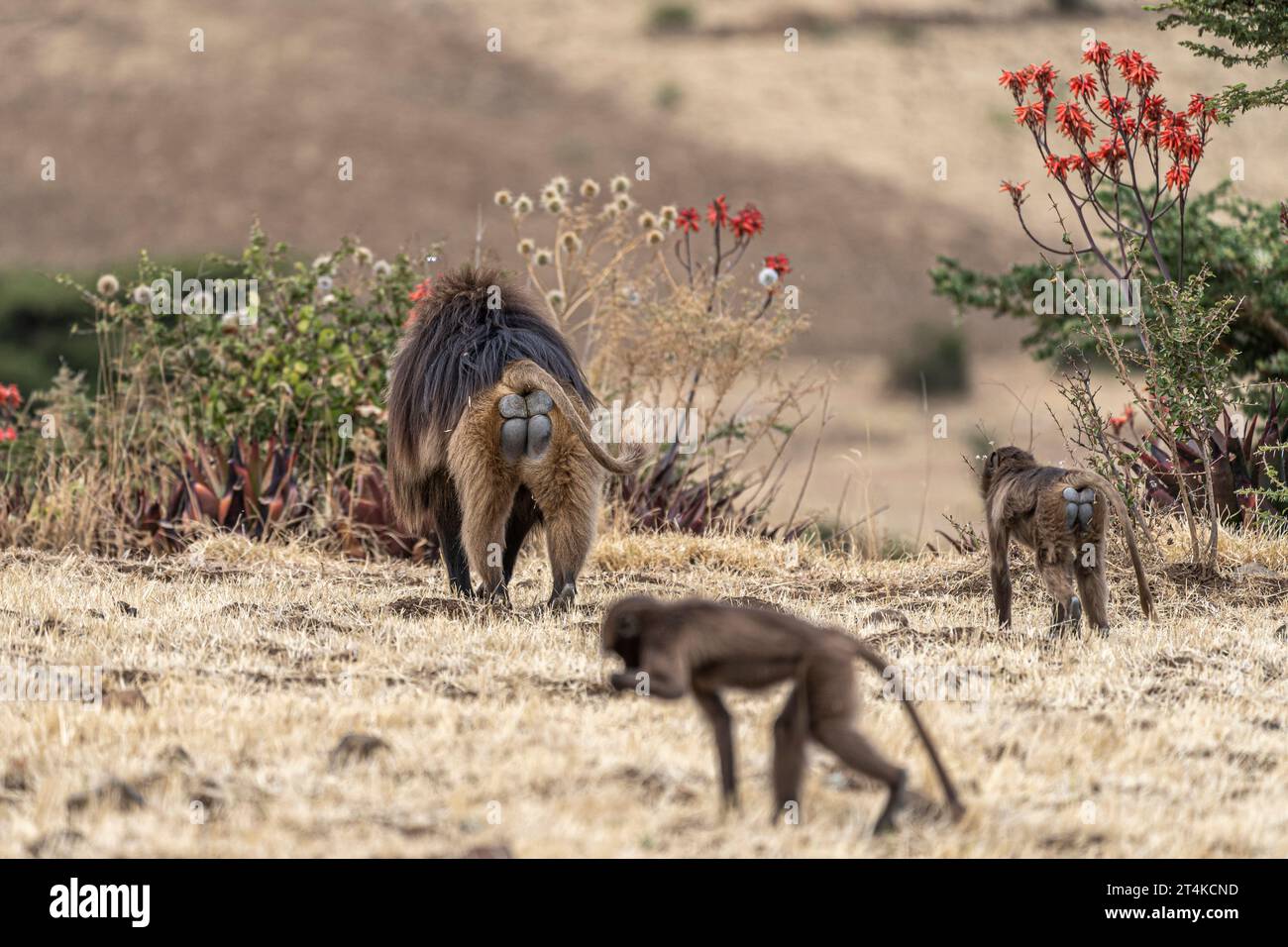 Family group of endemic animal Gelada, (Theropithecus gelada), in Ethiopian natural habitat Simien Mountains, Africa Ethiopia wildlife Stock Photo