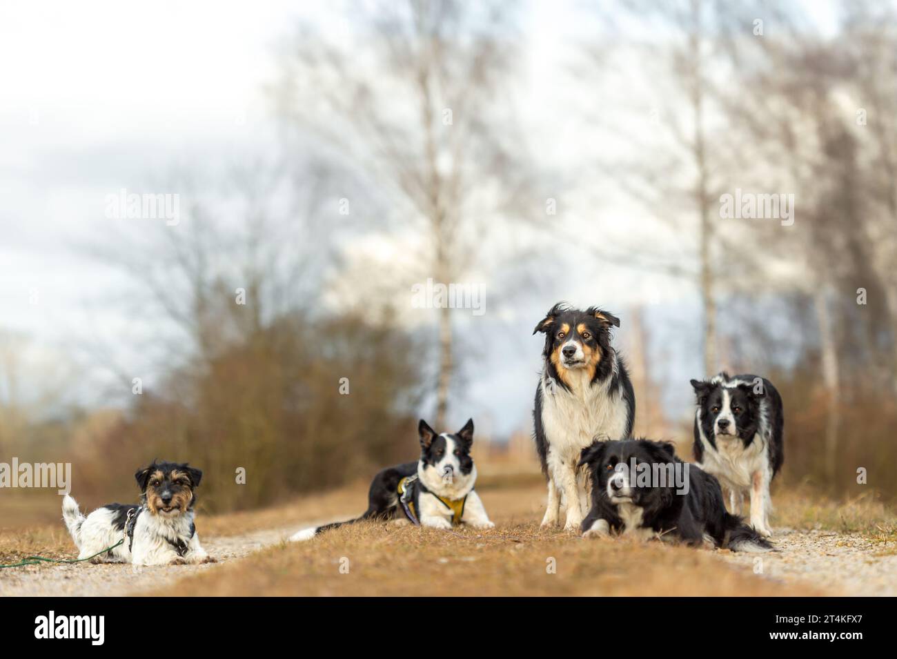 Roughstock sales border collies