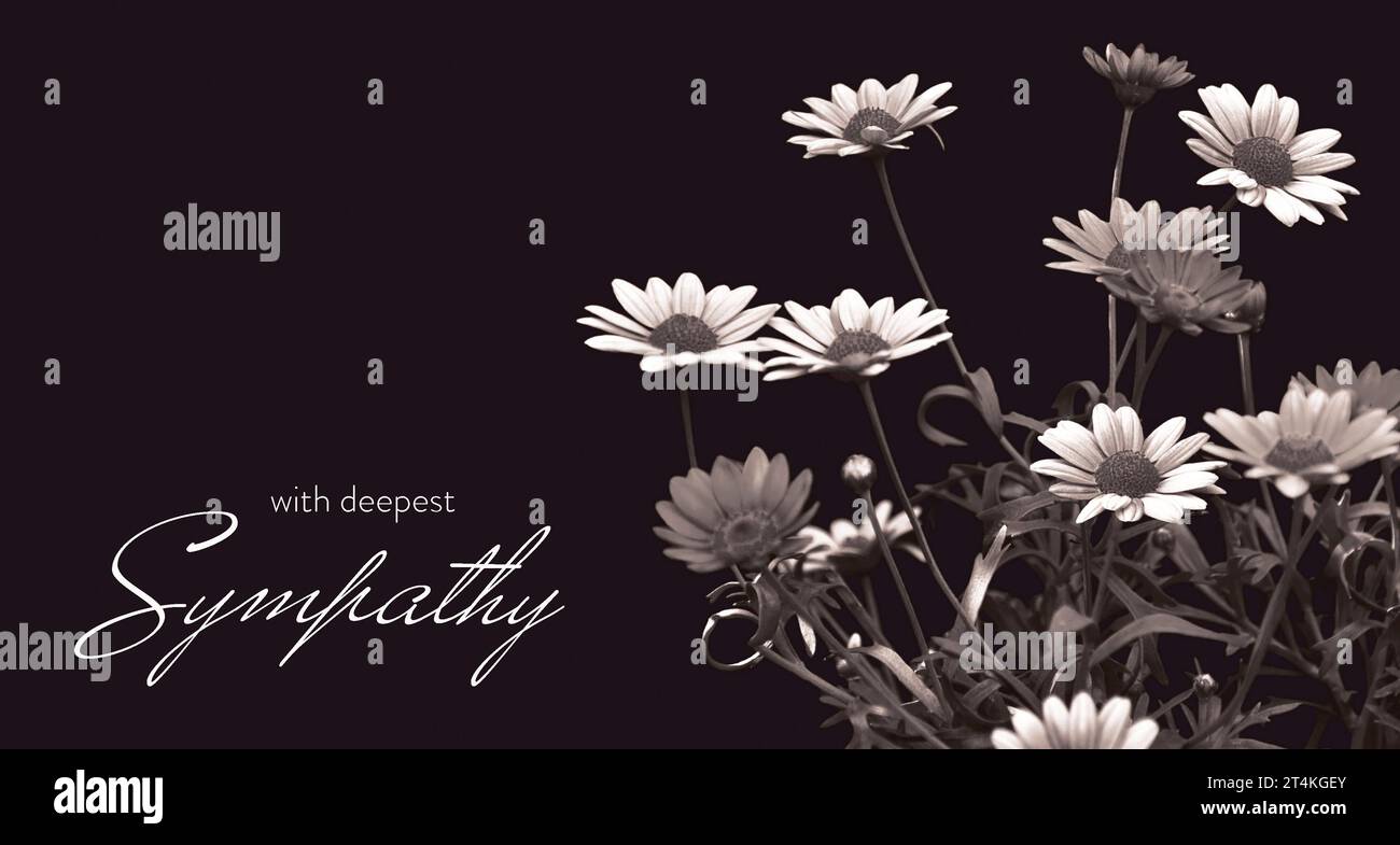 Sympathy card with marguerite daisies isolated on black background Stock Photo
