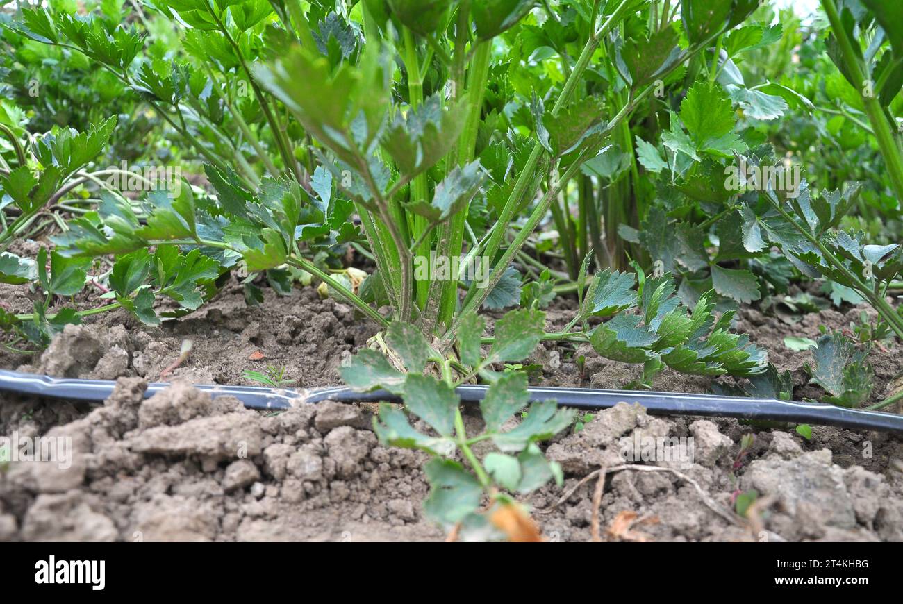 Celery grows in open organic soil with drip irrigation Stock Photo