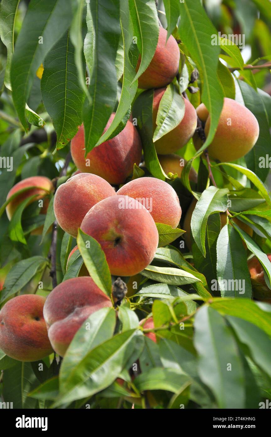 On the branch of a tree with green leaves grow ripe peach fruits Stock ...