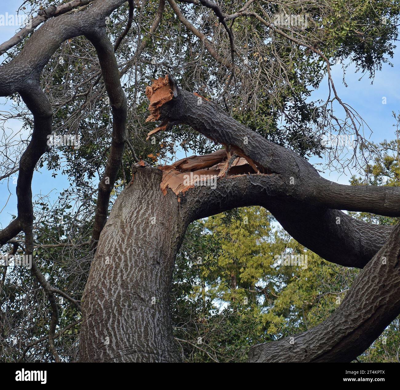 broken tree limb adter a winter storm, in a public park in California