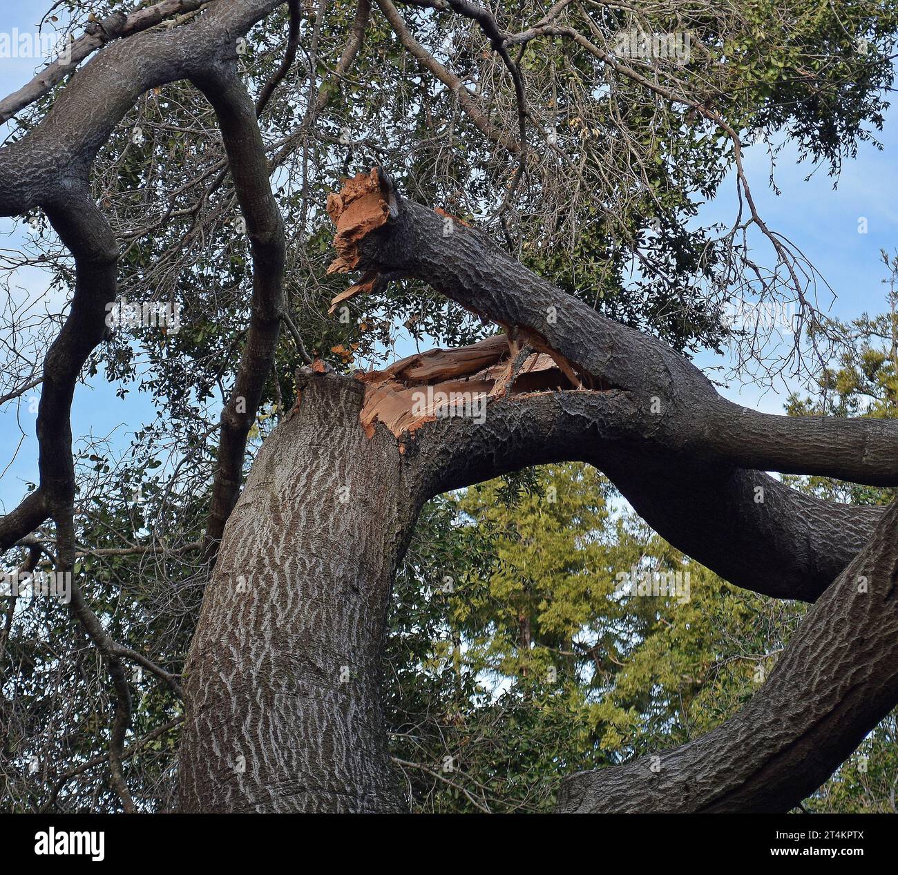 broken tree limb adter a winter storm, in a public park in California Stock Photo