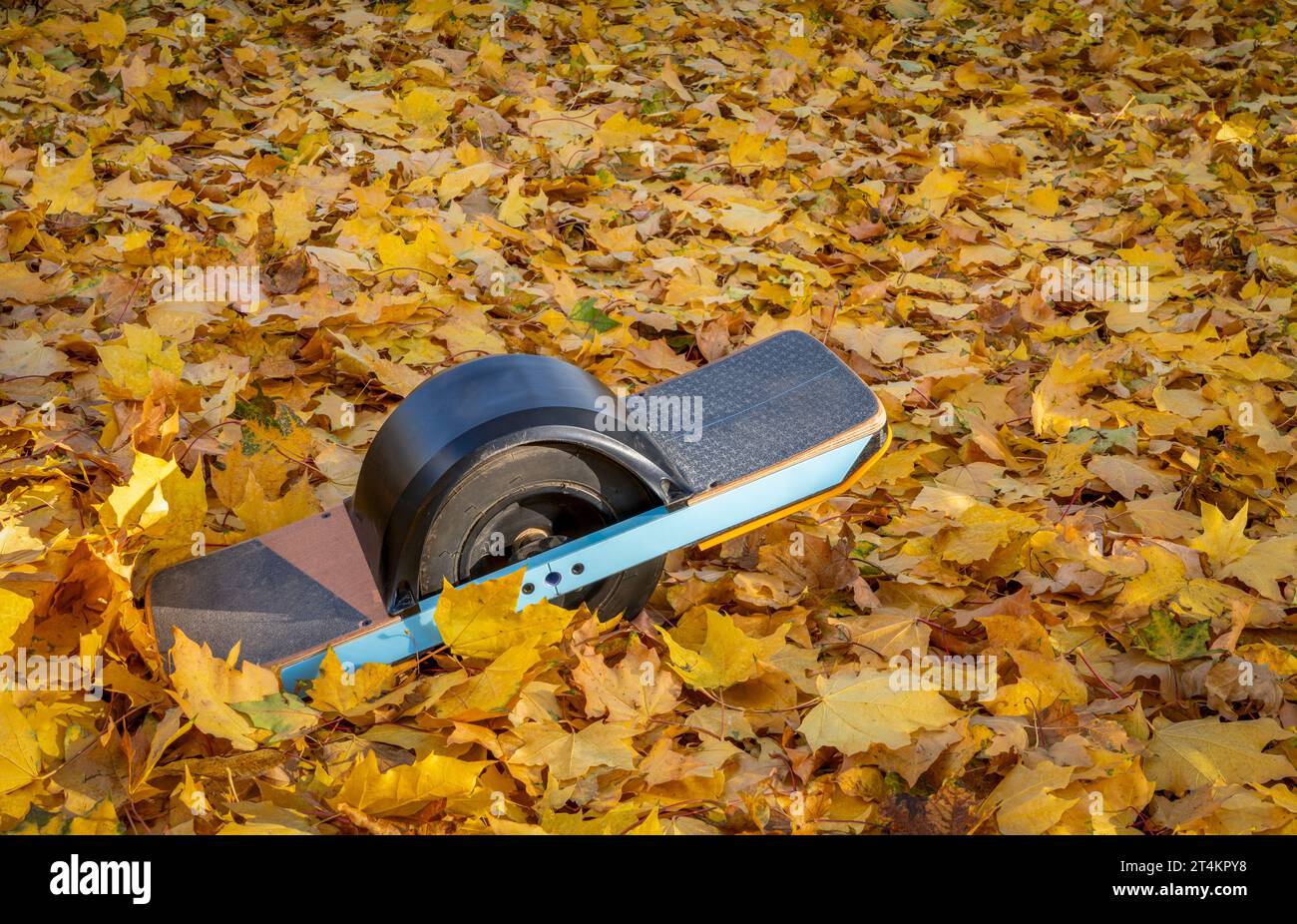 one-wheeled electric skateboard in a backyard covered by gold maple leaves Stock Photo