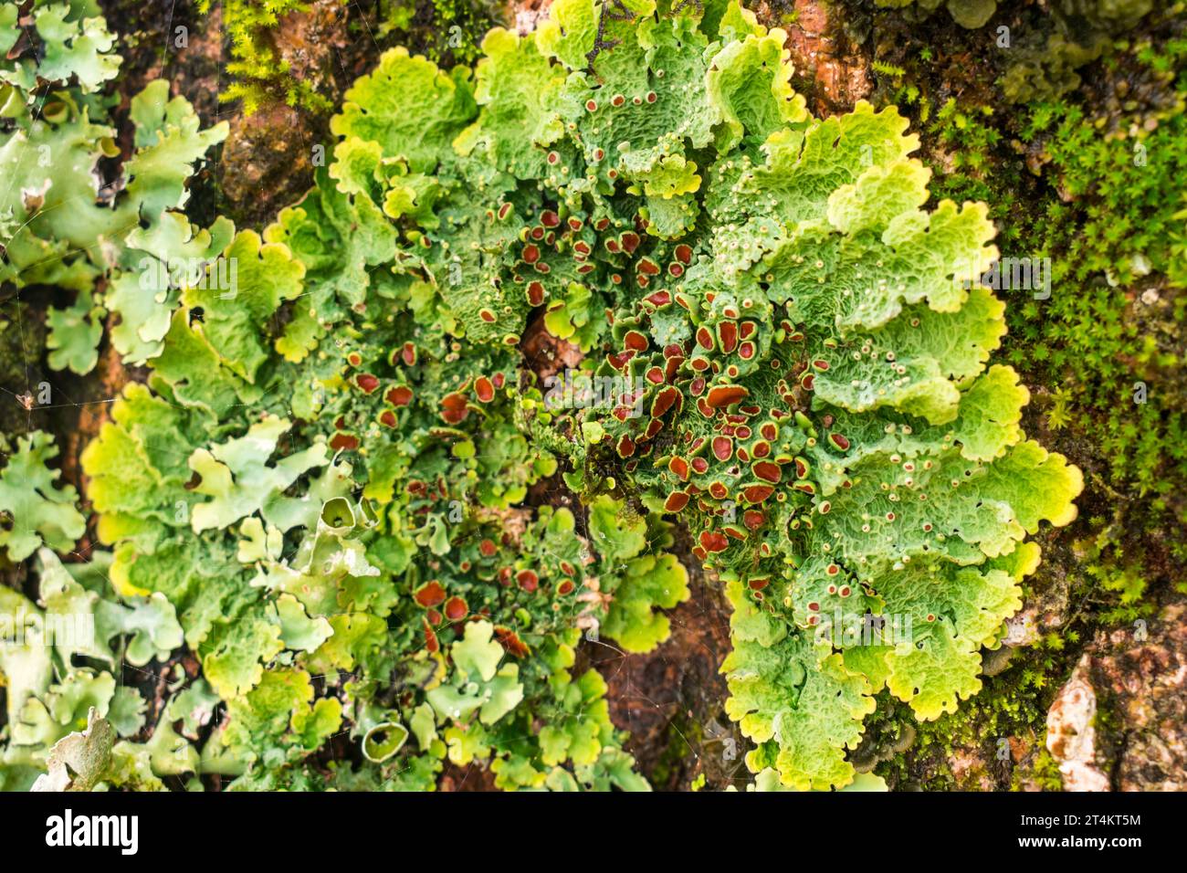 Lichen from the genus Lobaria, found on a tree in Sao Francisco de Paula, South of Brazil Stock Photo