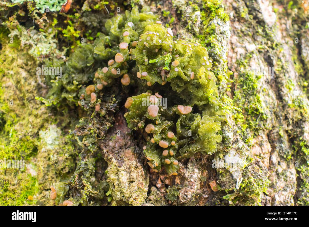 Lichen from the genus Lobaria, found on a tree in Sao Francisco de Paula, South of Brazil Stock Photo