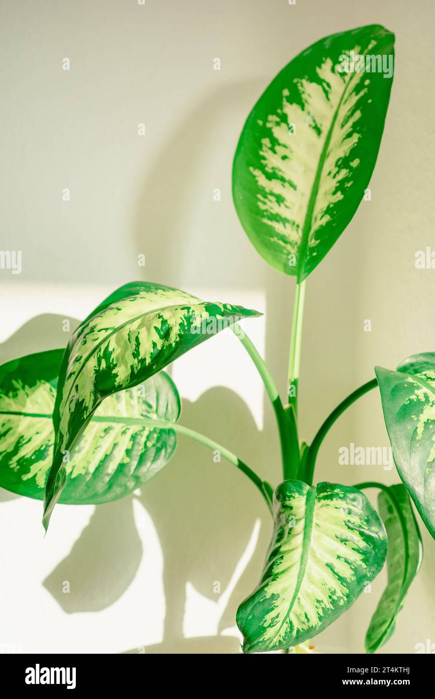 Dieffenbachia, green houseplant in front of white wall Stock Photo