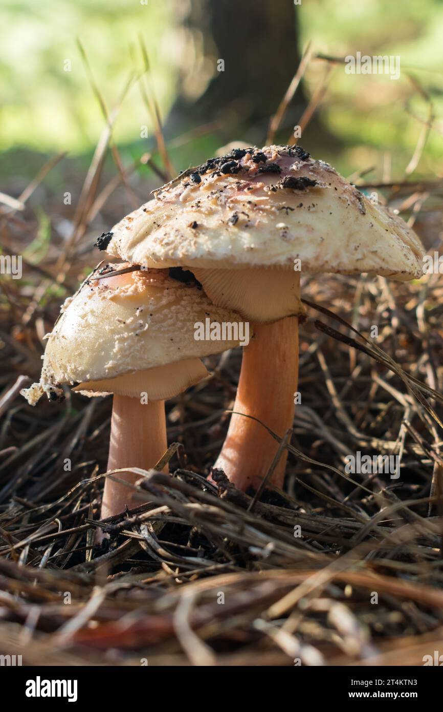 Two Amanita rubescens mushrooms in Sao Francisco de Paula, South of Brazil Stock Photo