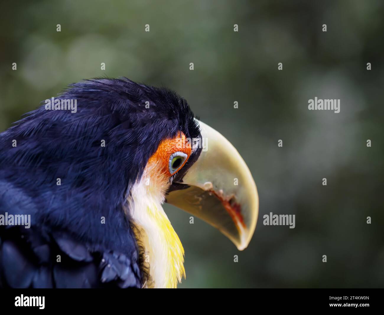 A green billed toucan, looking just a little bit sad. Stock Photo
