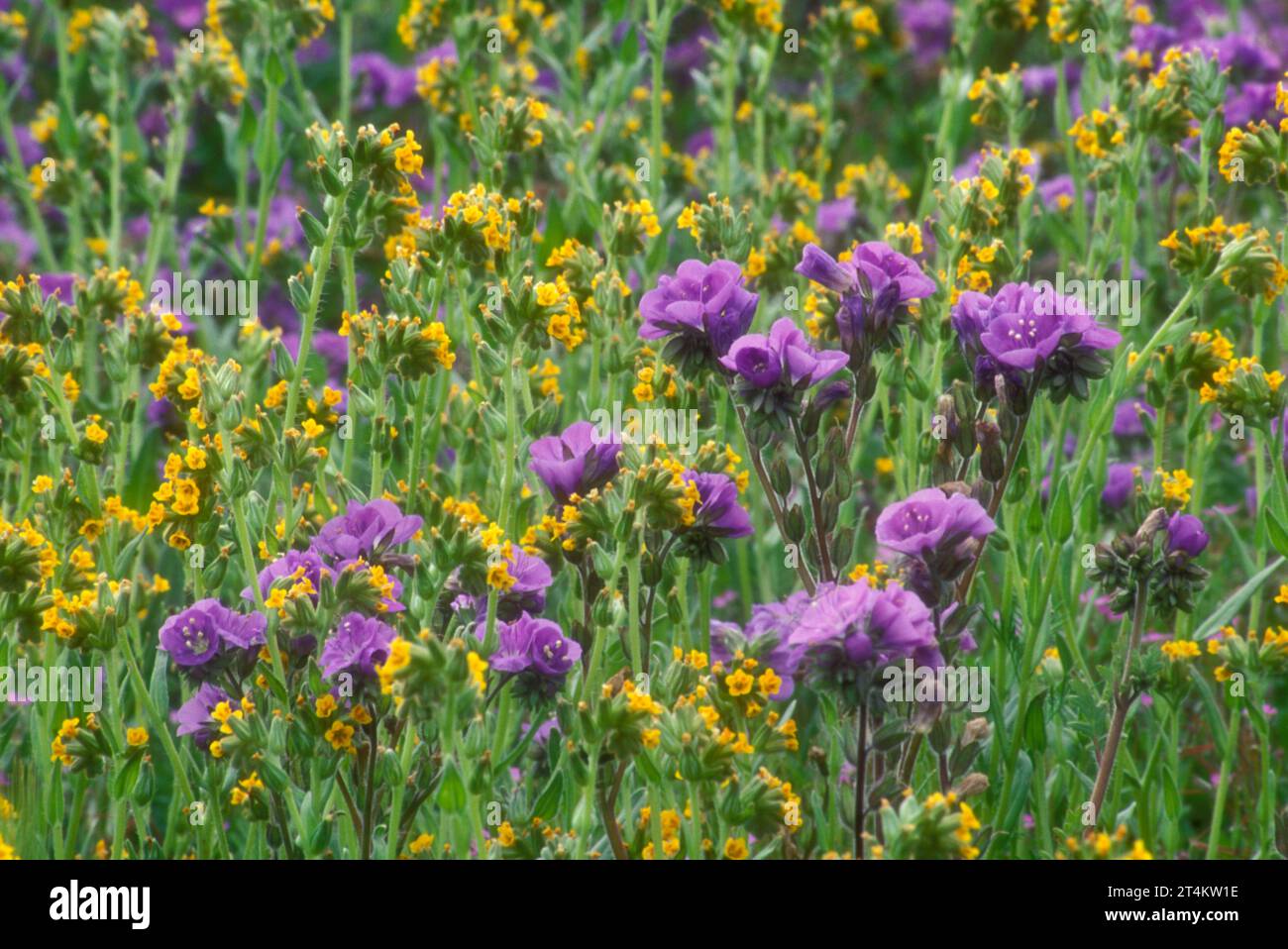 Phacelia with fiddlenecks, Carrizo Plain National Monument, California Stock Photo
